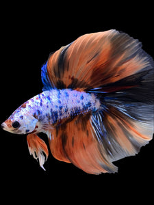 Male Fullmoon - Galaxy #393 - Live Betta Fish