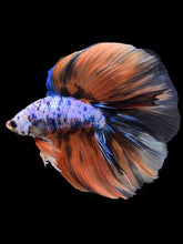 Load image into Gallery viewer, Male Fullmoon - Galaxy #393 - Live Betta Fish
