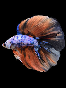 Male Fullmoon - Galaxy #393 - Live Betta Fish