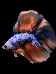 Male Fullmoon - Galaxy #393 - Live Betta Fish