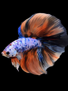 Male Fullmoon - Galaxy #393 - Live Betta Fish