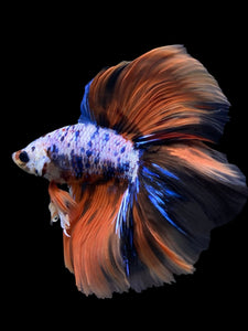 Male Fullmoon - Galaxy #393 - Live Betta Fish