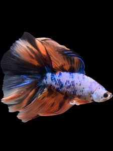 Male Fullmoon - Galaxy #393 - Live Betta Fish