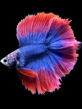 Load image into Gallery viewer, Male Fullmoon - Two Tone #394 - Live Betta Fish
