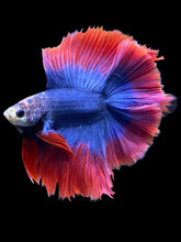 Load image into Gallery viewer, Male Fullmoon - Two Tone #394 - Live Betta Fish
