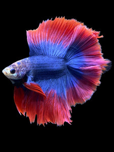 Male Fullmoon - Two Tone #394 - Live Betta Fish