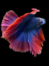 Load image into Gallery viewer, Male Fullmoon - Two Tone #394 - Live Betta Fish
