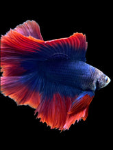 Load image into Gallery viewer, Male Fullmoon - Two Tone #394 - Live Betta Fish
