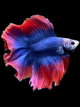 Load image into Gallery viewer, Male Fullmoon - Two Tone #394 - Live Betta Fish
