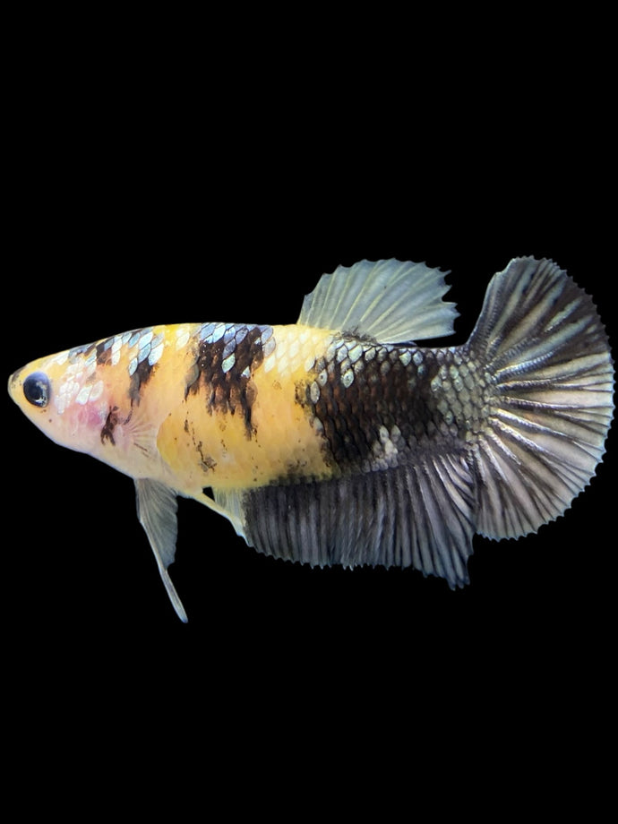 Female Halfmoon Plakat - Yellow Koi Copper #395 - Live Betta Fish