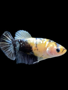 Female Halfmoon Plakat - Yellow Koi Copper #395 - Live Betta Fish