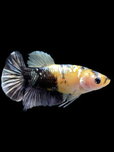 Female Halfmoon Plakat - Yellow Koi Copper #395 - Live Betta Fish