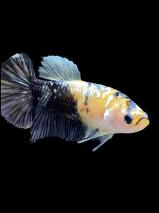 Female Halfmoon Plakat - Yellow Koi Copper #395 - Live Betta Fish