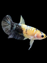 Load image into Gallery viewer, Female Halfmoon Plakat - Yellow Koi Copper #395 - Live Betta Fish
