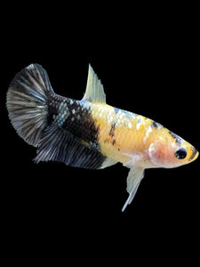 Female Halfmoon Plakat - Yellow Koi Copper #395 - Live Betta Fish