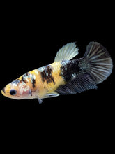 Load image into Gallery viewer, Female Halfmoon Plakat - Yellow Koi Copper #395 - Live Betta Fish
