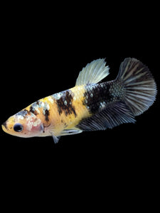 Female Halfmoon Plakat - Yellow Koi Copper #395 - Live Betta Fish