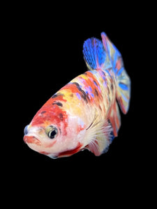 Female Halfmoon Plakat - Multicolor #396 - Live Betta Fish