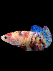 Female Halfmoon Plakat - Multicolor #396 - Live Betta Fish