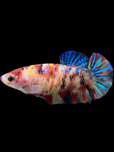 Female Halfmoon Plakat - Multicolor #396 - Live Betta Fish