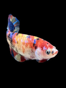 Female Halfmoon Plakat - Multicolor #396 - Live Betta Fish