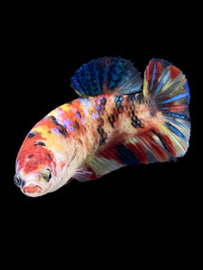 Female Halfmoon Plakat - Multicolor #396 - Live Betta Fish