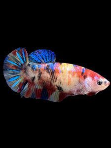 Female Halfmoon Plakat - Multicolor #396 - Live Betta Fish