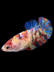 Female Halfmoon Plakat - Multicolor #396 - Live Betta Fish