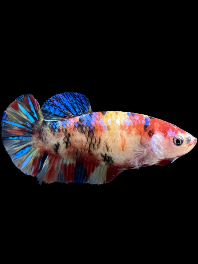 Female Halfmoon Plakat - Multicolor #396 - Live Betta Fish