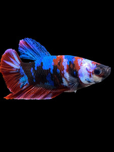 Male Halfmoon Plakat - Galaxy #398 - Live Betta Fish