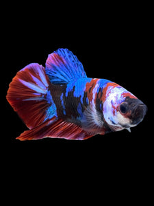 Male Halfmoon Plakat - Galaxy #398 - Live Betta Fish