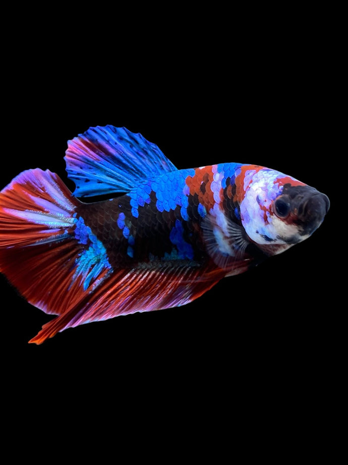 Male Halfmoon Plakat - Galaxy #398 - Live Betta Fish