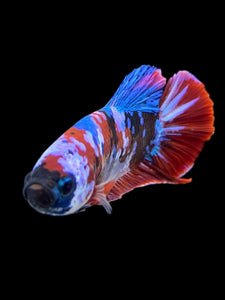 Male Halfmoon Plakat - Galaxy #398 - Live Betta Fish