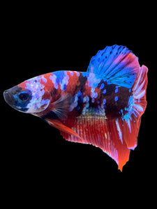 Male Halfmoon Plakat - Galaxy #398 - Live Betta Fish