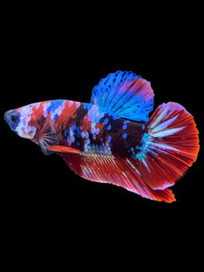 Male Halfmoon Plakat - Galaxy #398 - Live Betta Fish