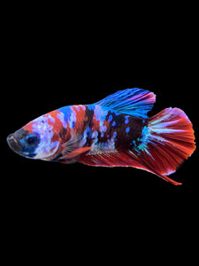 Male Halfmoon Plakat - Galaxy #398 - Live Betta Fish