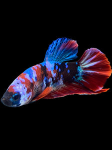 Male Halfmoon Plakat - Galaxy #398 - Live Betta Fish