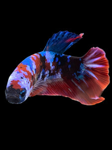 Male Halfmoon Plakat - Galaxy #398 - Live Betta Fish