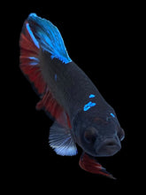 Load image into Gallery viewer, GIANT Male Halfmoon Plakat - Blue Avatar #400 - Live Betta Fish
