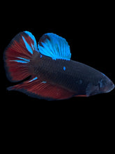 Load image into Gallery viewer, GIANT Male Halfmoon Plakat - Blue Avatar #400 - Live Betta Fish
