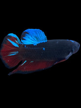 Load image into Gallery viewer, GIANT Male Halfmoon Plakat - Blue Avatar #400 - Live Betta Fish
