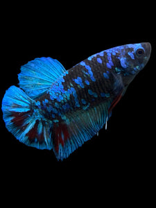 Male Halfmoon Plakat - Blue Avatar #401 - Live Betta Fish