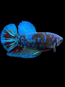 Male Halfmoon Plakat - Blue Avatar #401 - Live Betta Fish