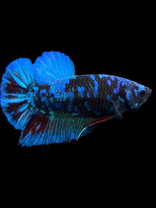 Male Halfmoon Plakat - Blue Avatar #401 - Live Betta Fish