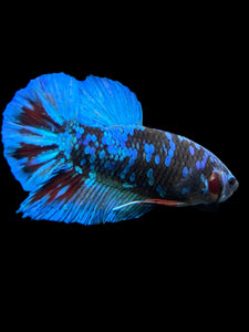 Male Halfmoon Plakat - Blue Avatar #401 - Live Betta Fish