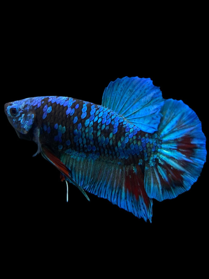 Male Halfmoon Plakat - Blue Avatar #401 - Live Betta Fish