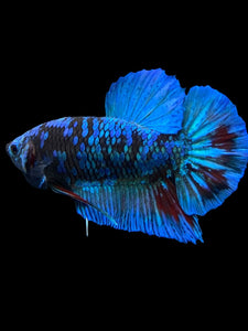 Male Halfmoon Plakat - Blue Avatar #401 - Live Betta Fish