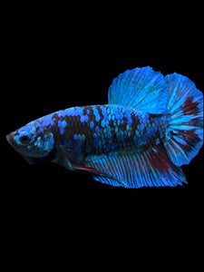 Male Halfmoon Plakat - Blue Avatar #401 - Live Betta Fish