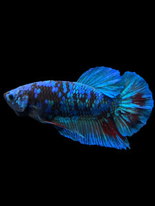 Male Halfmoon Plakat - Blue Avatar #401 - Live Betta Fish