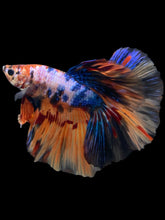 Load image into Gallery viewer, Male Halfmoon - Galaxy #402 - Live Betta Fish
